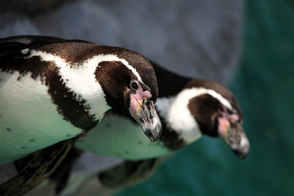 フンボルトペンギン