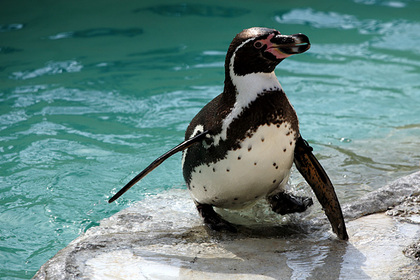 フンボルトペンギン