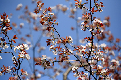 桜