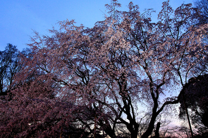 六義園