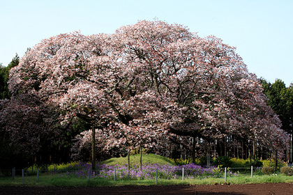 吉高の大桜