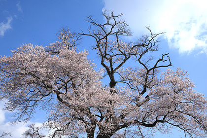 寺子の桜