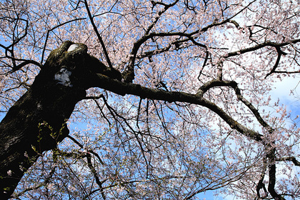 寺子の桜