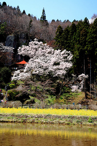 岩観音の桜