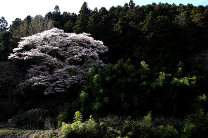 苗代桜