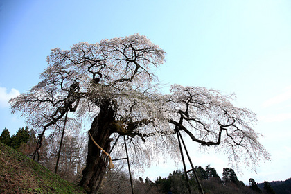 外大野の枝垂桜