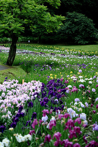 佐倉城址公園