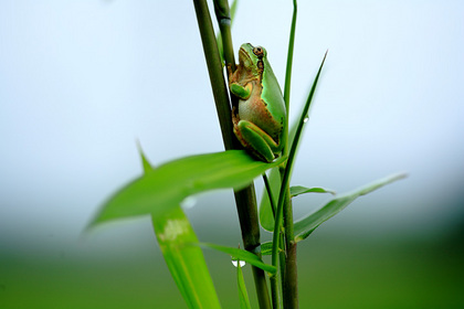 カエル