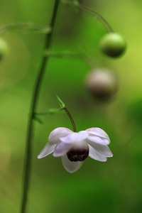 県民の森