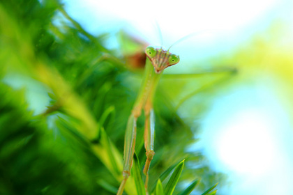 カマキリ