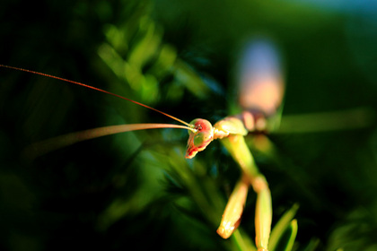 カマキリ