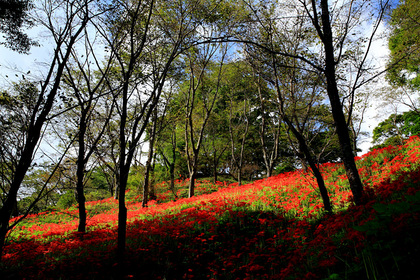 茂木町城山公園