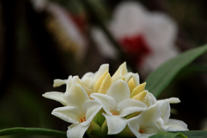 沈丁花