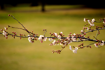 桜