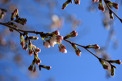 桜