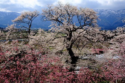 白鷹町