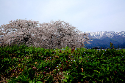 長井市