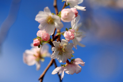 十月桜