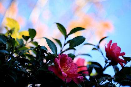 山茶花 桜