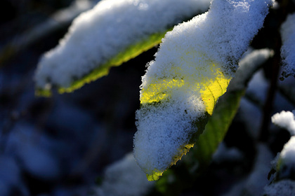 雪