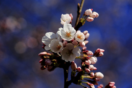 桜