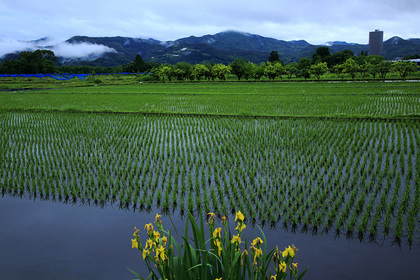 上山市