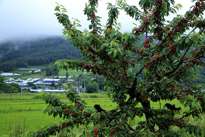 上山市