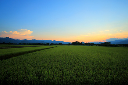 上山市 夕景 稲田