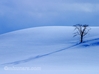 美瑛 雪景色