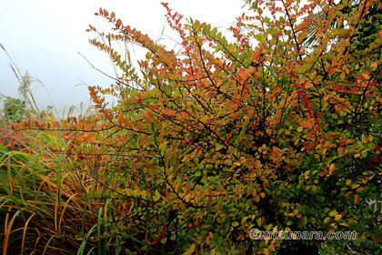 紅葉 霧