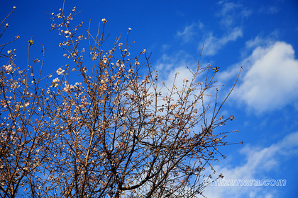 十月桜