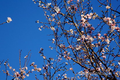 十月桜