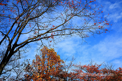 秋景 紅葉