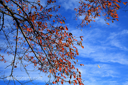 桜 紅葉