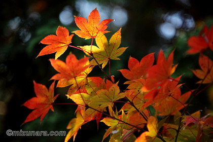 もみじ 法輪寺 紅葉