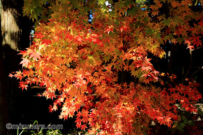 もみじ 法輪寺 紅葉