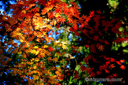 もみじ 法輪寺 紅葉