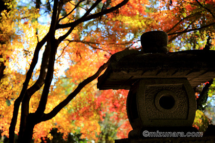 もみじ 法輪寺 紅葉