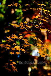 もみじ 法輪寺 紅葉