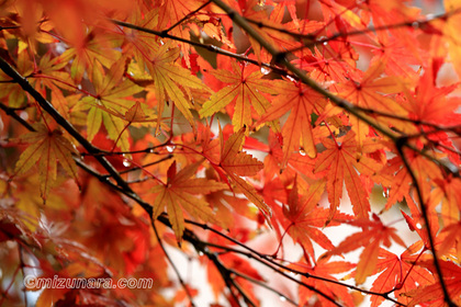 もみじ 紅葉