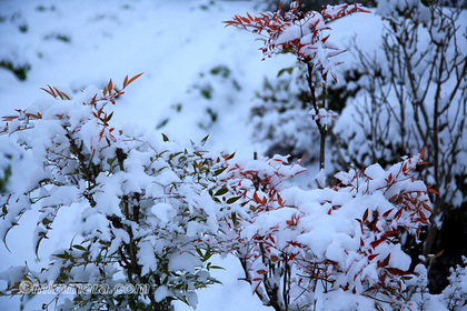 ナンテン 雪