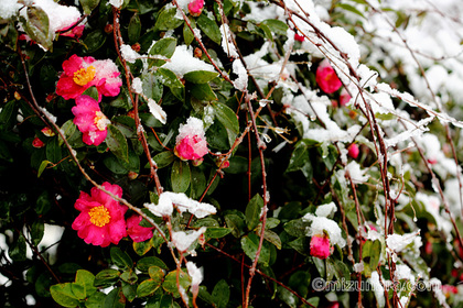 山茶花 雪