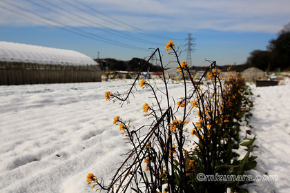 菜の花 雪