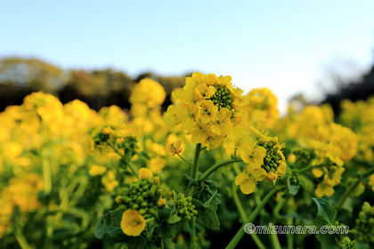 千葉市花の美術館 菜の花