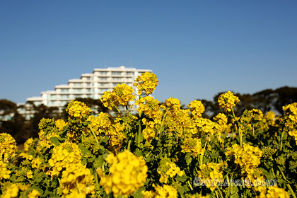 千葉市花の美術館 菜の花