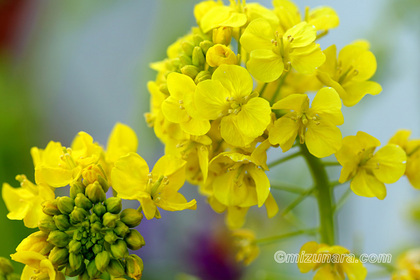 千葉市花の美術館 菜の花