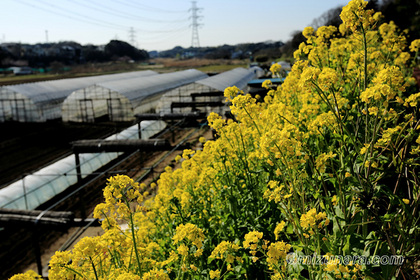 菜の花