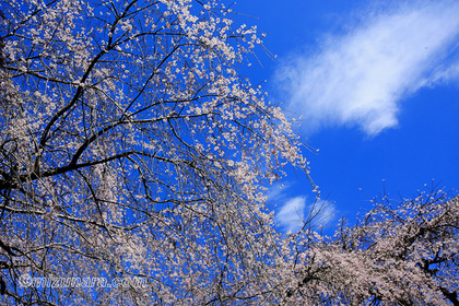 四街道市 枝垂桜 桜 福星寺