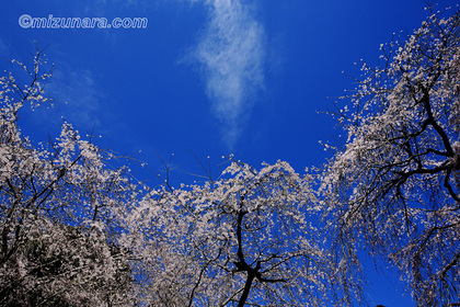 四街道市 枝垂桜 桜 福星寺