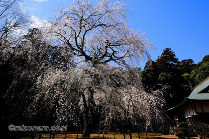 四街道市 桜 福星寺